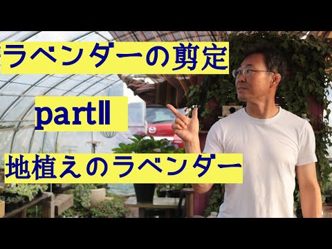 冬の終わりにラベンダーの剪定をすべきですか?簡単なメンテナンスのヒントに従ってください。  庭園