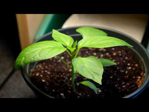 Jalapeño Pepper Plant Time Lapse | Growth From Early Transplant  to First Bud!
