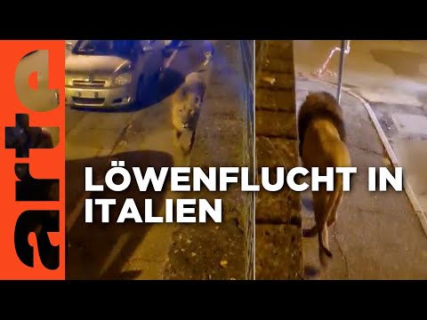 Video Thumbnail: Ein Löwe auf Streifzug | Mit offenen Augen | ARTE
