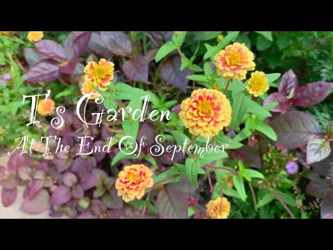  2023年9月に植える芳香ハーブ：秋にはこの5つの植物が庭に咲き誇ります  庭園