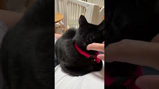 【黒猫】脱走事件後のくつろぎ