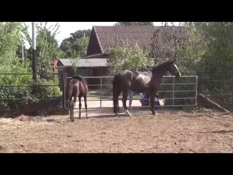 Fohlen von Strahlemann 2013