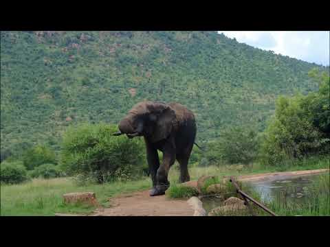 Elephants videos Awesome #Animals 12 | #CuteAnimalschannel 2021