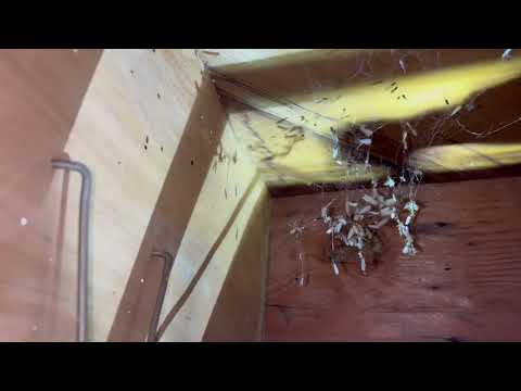 Termite Swarmers Caught in a Spider Web in Farmingdale, NJ
