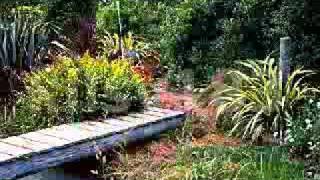 COMETA BLANCA-PETER CRUZ