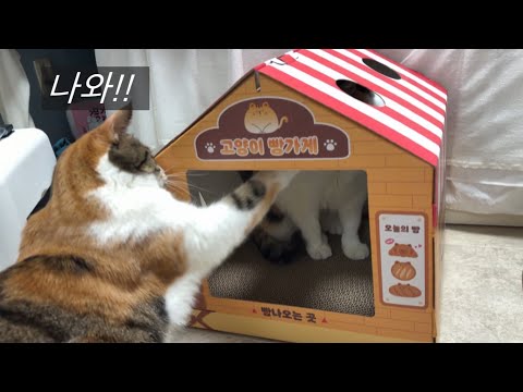 고양이가 빵집 주인이 되면 벌어지는 상황