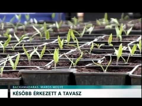Híradó 2015. április 14. – Erdélyi Magyar Televízió