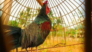 Download lagu Suara Ayam hutan hijau pak TUA di pagi hari mp3 Download lagu Suara Ayam hutan hijau pak TUA di pagi hari mp3