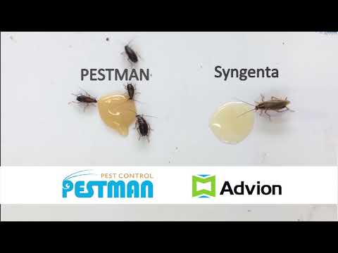 How to use Advion cockroach gel?