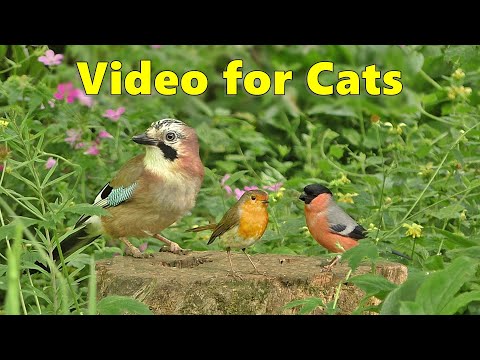 BEST Videos for Cats to Watch ~ Birds and Bird Sounds Spectacular 8 HOURS ⭐
