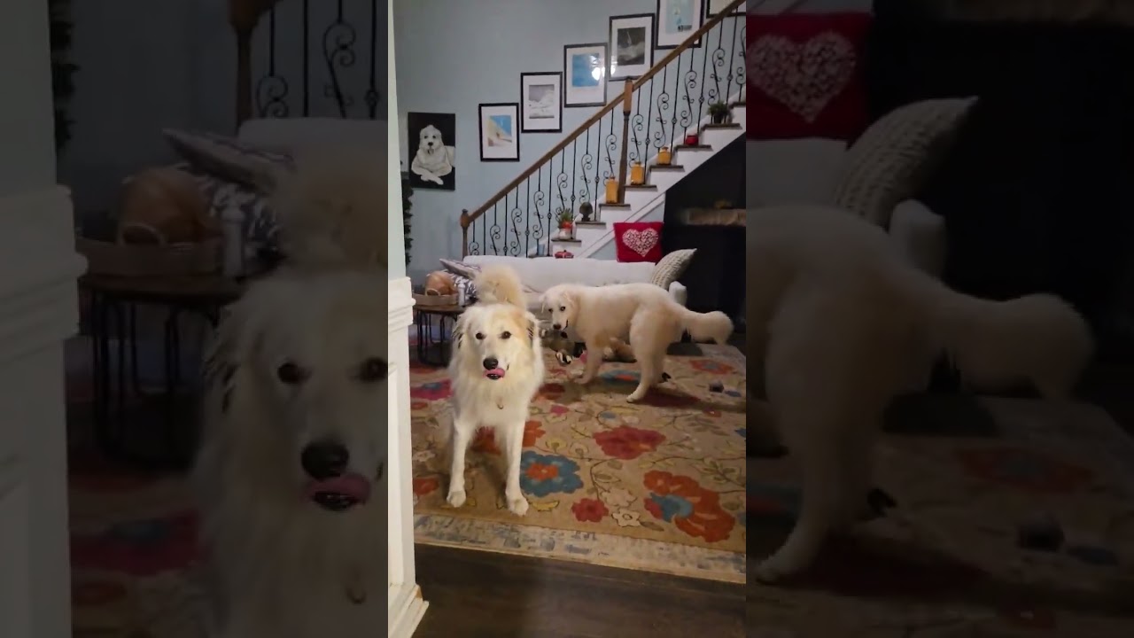 Enlarge Max in NC - Excellent Meeting New People, a Adopted Great Pyrenees in Raleigh, NC video 4/4
