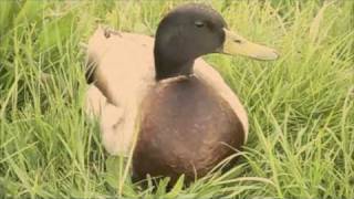 All I Wanna Do - Jamie Lidell