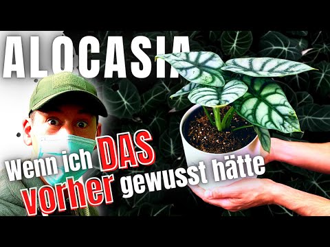Alocasia bulb propagation methods in water moss perlite - following 2 month (english sub)