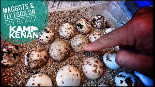 Egg Incubator Nightmare!