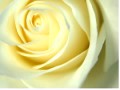 White Roses