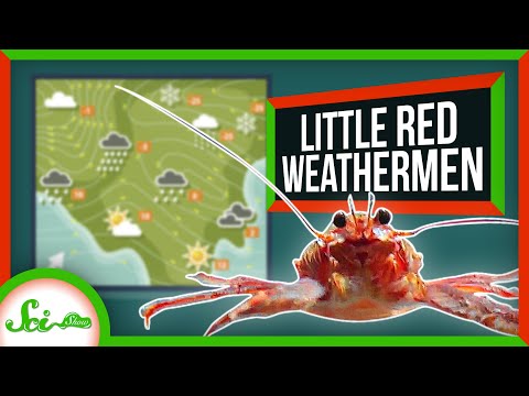 The Little Lobster That Reveals Climate