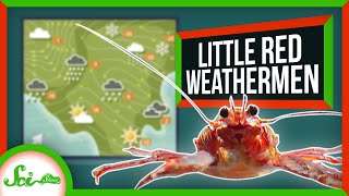 The Little Lobster That Reveals Climate