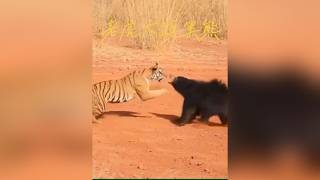 老虎激戰黑熊殊死搏鬥，驚人結局完全顛覆你的想像！#動物世界 #老虎 #黑熊 #野生動物 #自然生態