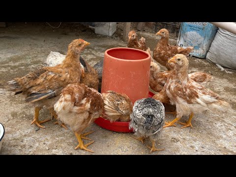 At what month do I know if my chick is a rooster or a hen?