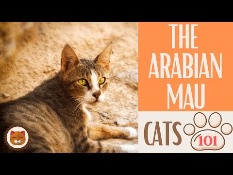 , title : '🐱 Cats 101 🐱 ARABIAN MAU  - Top Cat Facts about the ARABIAN MAU #KittensCorner'