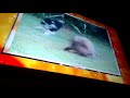 AFV Honourable Mentions Season 18 Episode 5