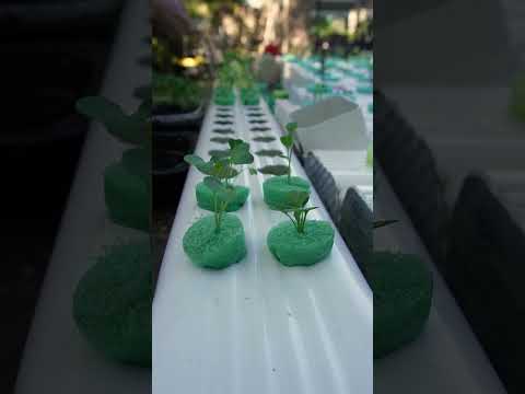 , title : 'Easiest Way to Grow Food Cheap & Easy Hydroponics'