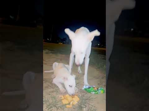 प्यारे डॉगी 🐶🐶 #shortsvideo