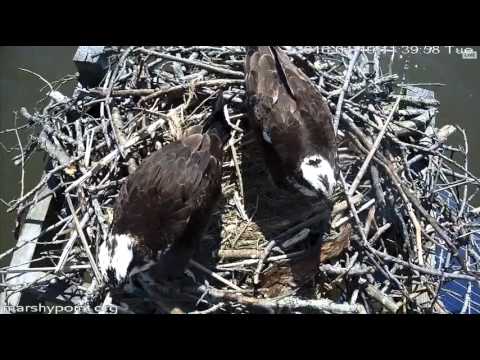Marshy Point Ospreys-Ospreys Copulate On Nest&Nestorations 4/19/16