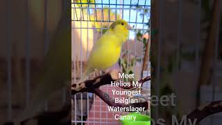 Download lagu Canary Singing - My youngest Belgian Waterslager mp3 Download lagu Canary Singing - My youngest Belgian Waterslager mp3