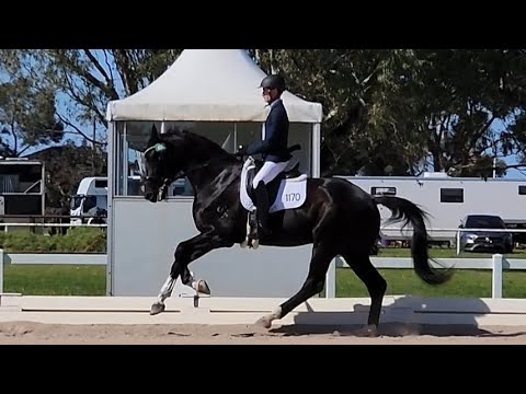 Boutique Secret Playboy - 5yo 17hh Secret/Rotspon Stallion