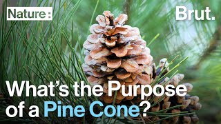 What Are the Purposes of Pine Cones?