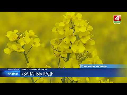За фотосессию в рапсе можно получить штраф