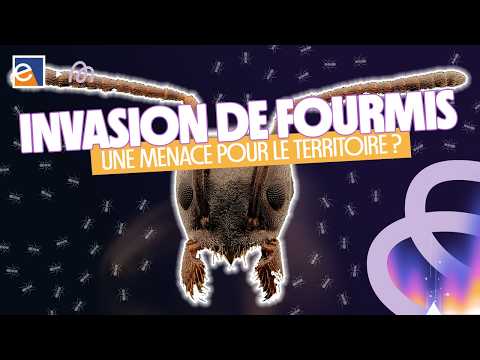 Les fourmis invasives : quelles menaces ? | Avec Luc Gomel