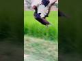 Muscovy Duck Flying Flying Ducks Birds Nature Shorts