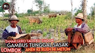 Download lagu 🥎TANAK GERO TAOK KU TINDOK GAMBUS TUNGGAL SASAK LOMBOK ANEH KE RUEN NI METON mp3