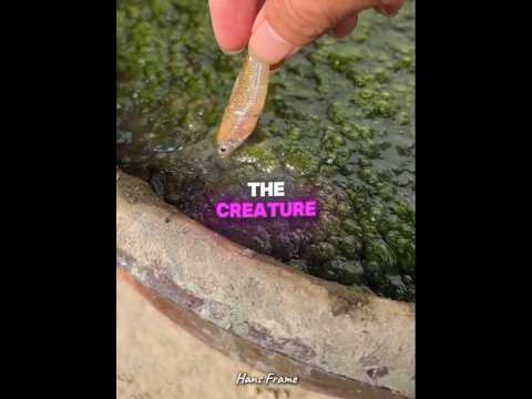 A Mysterious Pet Inside a Flower Pot. #shorts