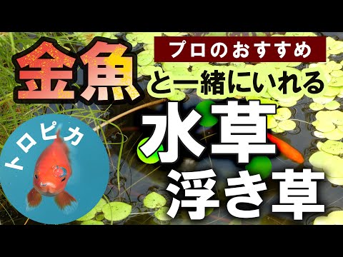 スイレン 池の水生植物 2023