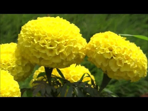 download lagu mp3 mp4 Marigold Antigua Yellow, download lagu Marigold Antigua Yellow gratis, unduh video klip Marigold Antigua Yellow