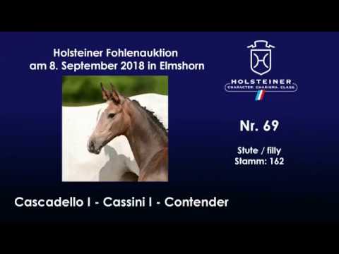 Holsteiner Fohlenauktion | Nr. 69 v. Cascadello I - Cassini I