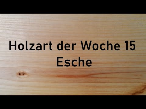 Holzbestimmung: Holzart der Woche 15 – Die ESCHE, Zukunft im KLIMAWANDEL, Eschentriebsterben