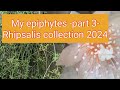 my epiphytes part 3 rhipsalis 42 collection 2024 id your rhipsalis flowers care