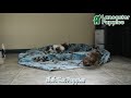 Shih Tzu dogs for sale: Cody - Video 1