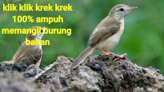 Download lagu Edeer edeer gacor masteran burung klik klik sawah ampuh atasi burung bahan mp3