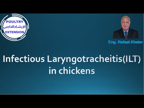 , title : 'Infectious Laryngotracheitis ( ILT ) in chickens'