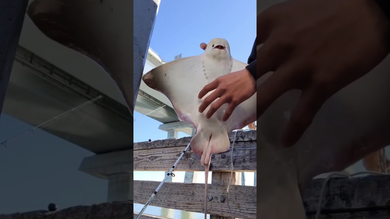 tickling a stingray we caught from dumbarton pier