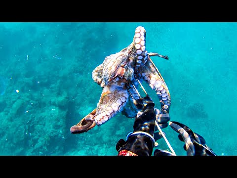 Octopus Hunt vs Winter Spearfishing Croatia February 2024 4K 🇭🇷 🐙