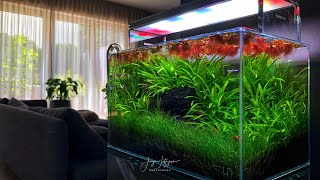 Best Nano Aquascape I have ever made!!