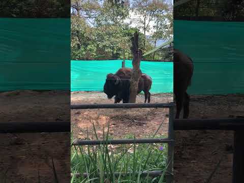 BISON AT PARQUE ZOOLOGICO SANTA FE, MEDELLIN, COLOMBIA