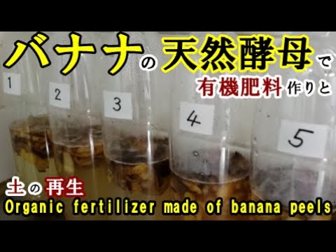 天然肥料としてバナナの皮を好む植物はどれですか?  庭園