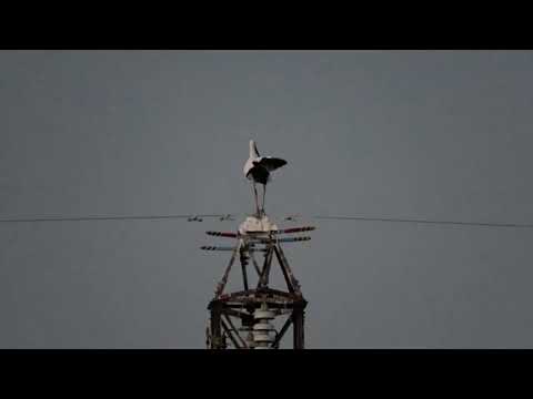 コウノトリ・J0057の塒入り(201712015  PM 0511)和歌山市船所